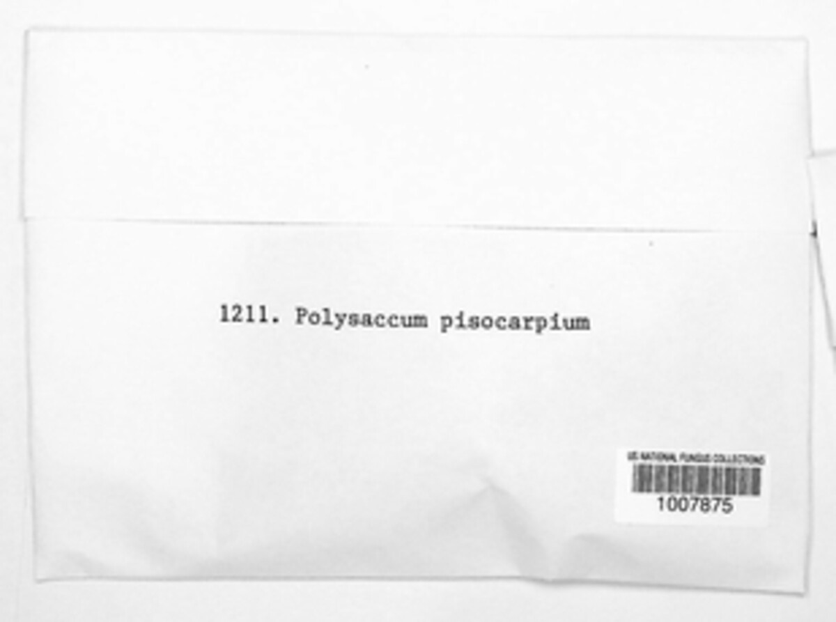 Polysaccum pisocarpium image